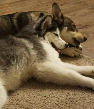 Illustration de l'article : Une chienne sans pelage, affamée et assaillie par la douleur vit une transformation extrême après l'intervention d'une association