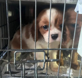 Illustration de l'article : Des douaniers découvrent 72 chiots dans un état déplorable, enfermés dans une camionnette