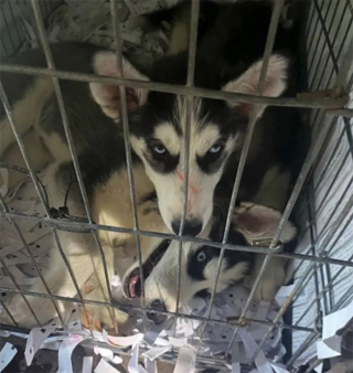 Illustration de l'article : Des douaniers découvrent 72 chiots dans un état déplorable, enfermés dans une camionnette