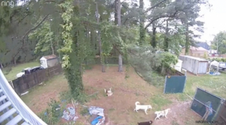 Illustration de l'article : Après des jours d’errance, ce gentil Labrador peut remercier son instinct de l’avoir poussé à frapper à la bonne porte (vidéo)