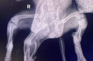 Illustration de l'article : Le travail acharné d’une équipe de vétérinaires pour venir en aide à Ariel, une petite chienne des rues aux multiples malformations