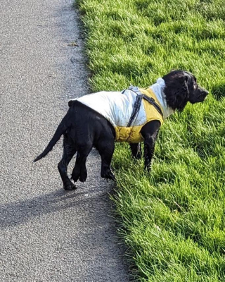 Illustration de l'article : Le travail acharné d’une équipe de vétérinaires pour venir en aide à Ariel, une petite chienne des rues aux multiples malformations