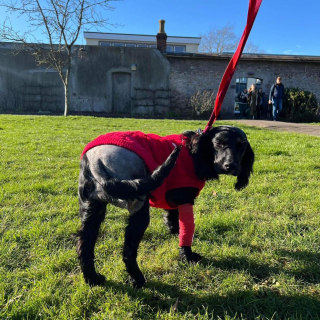 Illustration de l'article : Le travail acharné d’une équipe de vétérinaires pour venir en aide à Ariel, une petite chienne des rues aux multiples malformations