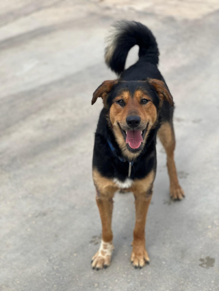 Illustration de l'article : Un refuge au bord du gouffre alors qu'il accueille des centaines d'animaux reçoit l'aide inespérée d'un inconnu