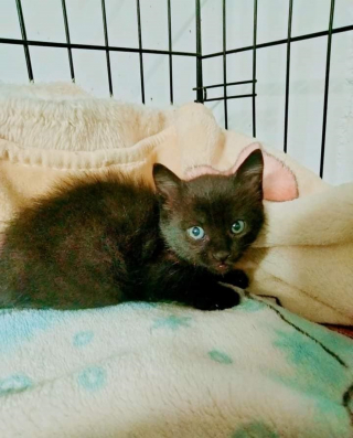 Illustration de l'article : Un refuge au bord du gouffre alors qu'il accueille des centaines d'animaux reçoit l'aide inespérée d'un inconnu