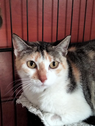 Illustration de l'article : Un refuge au bord du gouffre alors qu'il accueille des centaines d'animaux reçoit l'aide inespérée d'un inconnu