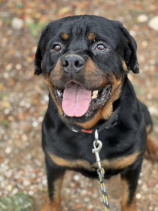 Illustration de l'article : Un refuge au bord du gouffre alors qu'il accueille des centaines d'animaux reçoit l'aide inespérée d'un inconnu