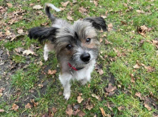 Illustration de l'article : Après avoir passé les 6 premières années de sa vie enfermé, Oncle Roger, le Chien Chinois à Crête peut compter sur l’aide des bénévoles pour commencer une nouvelle vie