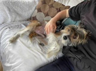 Illustration de l'article : Après avoir passé les 6 premières années de sa vie enfermé, Oncle Roger, le Chien Chinois à Crête peut compter sur l’aide des bénévoles pour commencer une nouvelle vie