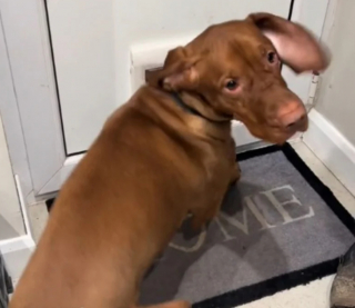 Illustration de l'article : Voici Loki, un Braque Hongrois fort curieux, qui aime à surveiller le voisinage (vidéo)