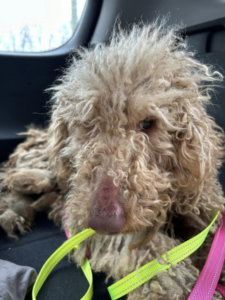 Illustration de l'article : L’histoire de Spudley, qui peut enfin commencer une nouvelle vie, après avoir été débarrassé de 2 kilos de nœuds par ses sauveteurs