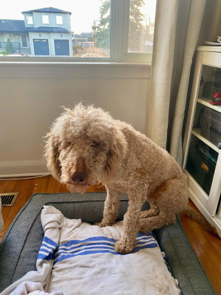 Illustration de l'article : L’histoire de Spudley, qui peut enfin commencer une nouvelle vie, après avoir été débarrassé de 2 kilos de nœuds par ses sauveteurs