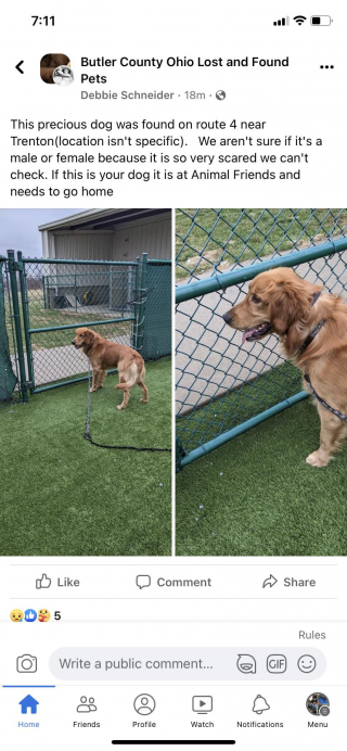 Illustration de l'article : Un chien disparu depuis 3 mois fait la plus belle des surprises à sa famille la veille de Noël