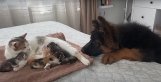 Illustration de l'article : L'instant magique où un chiot Berger Allemand rencontre les chatons nouveau-nés de la famille et laisse libre cours à sa curiosité (vidéo)