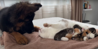 Illustration de l'article : L'instant magique où un chiot Berger Allemand rencontre les chatons nouveau-nés de la famille et laisse libre cours à sa curiosité (vidéo)