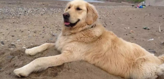 Illustration de l'article : Le geste généreux et inspirant d'un chauffeur de taxi envers une chienne que la maladie privait des sorties à la plage dont elle raffolait