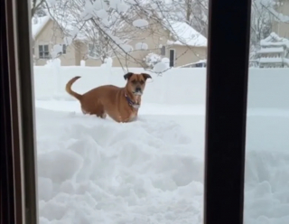 Illustration de l'article : Après avoir échappé au pire, un chien né dans les îles découvre la neige pour la première fois (vidéo)