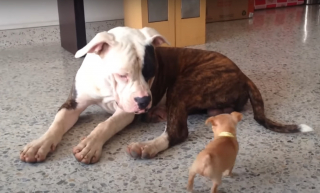 Illustration de l'article : Un minuscule Chihuahua insiste pour jouer et teste la patience d'un Bouledogue Américain qui ne demande qu'à poursuivre sa sieste (vidéo)