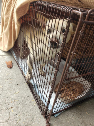 Illustration de l'article : Convaincu que ses maîtres vont revenir, un petit chien refuse de quitter l’endroit où il a été abandonné