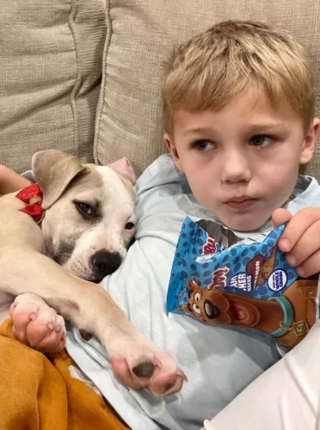 Illustration de l'article : La lettre poignante d’un garçon de 6 ans aux futurs maîtres du chiot que lui et sa famille ont accueilli pendant des semaines