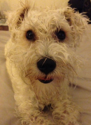 Illustration de l'article : Après son passage chez le toiletteur, un chien révèle à sa maîtresse une drôle de particularité