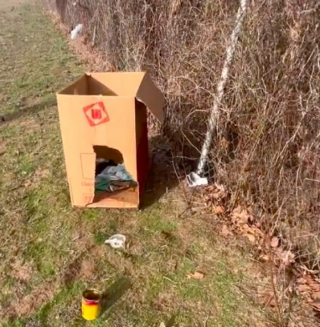 Illustration de l'article : Grâce à la bonté d’une femme bienveillante, partie acheter des cookies, ces 2 chiots peuvent croire en un bel avenir (vidéo)