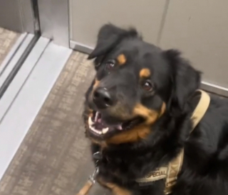 Illustration de l'article : Voici Bear, le croisé Rottweiler à l’amusante passion pour les ascenseurs (vidéo)
