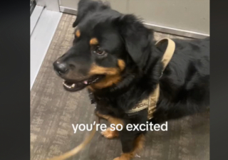 Illustration de l'article : Voici Bear, le croisé Rottweiler à l’amusante passion pour les ascenseurs (vidéo)