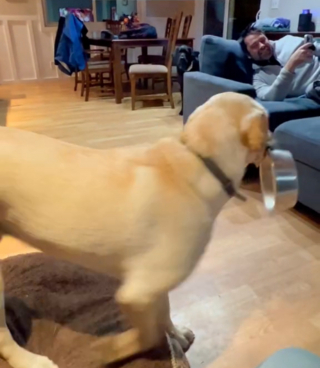 Illustration de l'article : Le rappel à l'ordre d'une chienne à sa sœur qui enfreint l'une des règles de vie à la maison (vidéo)