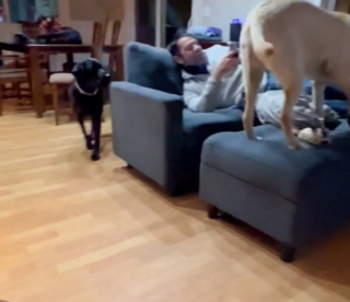 Illustration de l'article : Le rappel à l'ordre d'une chienne à sa sœur qui enfreint l'une des règles de vie à la maison (vidéo)