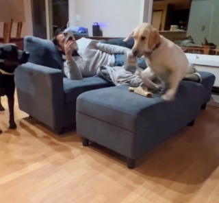 Illustration de l'article : Le rappel à l'ordre d'une chienne à sa sœur qui enfreint l'une des règles de vie à la maison (vidéo)