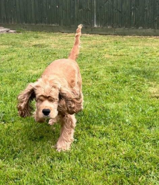 Illustration de l'article : Une chienne sauvée d'un élevage de masse et privée de ses yeux ne perd pas de vue son objectif de rencontrer l'amour