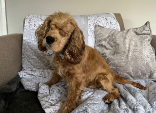 Illustration de l'article : Une chienne sauvée d'un élevage de masse et privée de ses yeux ne perd pas de vue son objectif de rencontrer l'amour