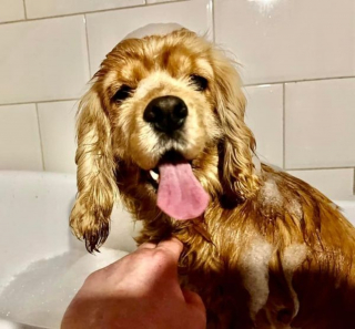 Illustration de l'article : Une chienne sauvée d'un élevage de masse et privée de ses yeux ne perd pas de vue son objectif de rencontrer l'amour