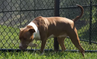 Illustration de l'article : Ignorée pendant plusieurs mois dans un refuge, une chienne suscite enfin l’intérêt des adoptants après la publication d’un plaidoyer en sa faveur sur les réseaux sociaux