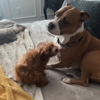 Illustration de l'article : Les efforts de Murphy, un jeune chiot, pour se faire accepter dans sa nouvelle famille (vidéo)