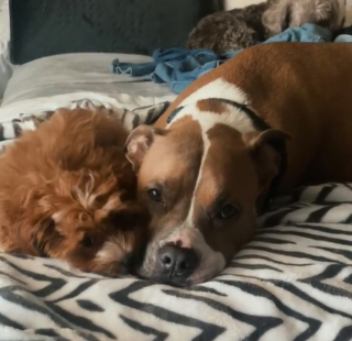 Illustration de l'article : Les efforts de Murphy, un jeune chiot, pour se faire accepter dans sa nouvelle famille (vidéo)