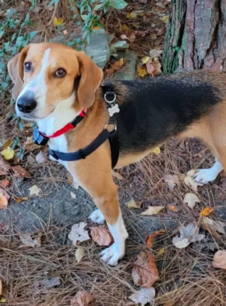 Illustration de l'article : Gumbo, le Coonhound, parvient enfin à surmonter son traumatisme, après avoir passé 700 jours dans un refuge