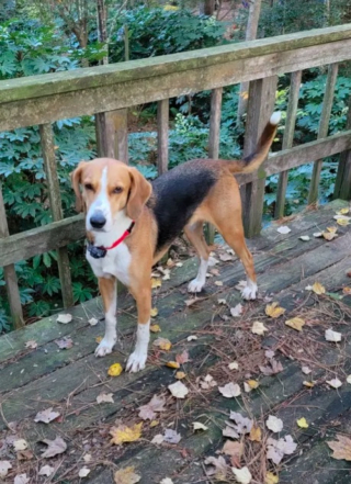 Illustration de l'article : Gumbo, le Coonhound, parvient enfin à surmonter son traumatisme, après avoir passé 700 jours dans un refuge