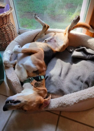 Illustration de l'article : Gumbo, le Coonhound, parvient enfin à surmonter son traumatisme, après avoir passé 700 jours dans un refuge