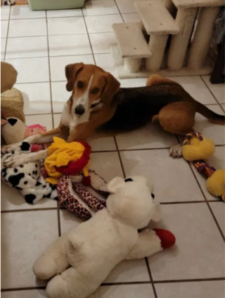 Illustration de l'article : Gumbo, le Coonhound, parvient enfin à surmonter son traumatisme, après avoir passé 700 jours dans un refuge