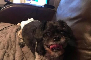 Illustration de l'article : Elle adopte un chien sénior paralysé pour lequel on lui suggère l'euthanasie et continue de croire au "miracle" en tentant des soins alternatifs