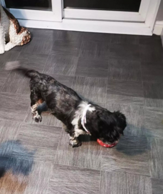 Illustration de l'article : Elle adopte un chien sénior paralysé pour lequel on lui suggère l'euthanasie et continue de croire au "miracle" en tentant des soins alternatifs