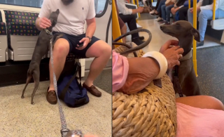 Illustration de l'article : Ce chien débordant d'affection transforme les trajets en métro en expérience inoubliable pour les usagers blasés (vidéo)