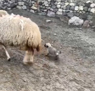 Illustration de l'article : Ce chiot apprend les ficelles de son futur métier de berger au contact du troupeau qu'il sera un jour appelé à guider (vidéo)
