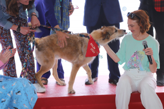 Illustration de l'article : Kodi, star du film « Le Procès du chien » de Laetitia Dosch, remporte la Palm Dog Woopets 2024