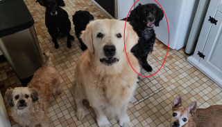 Illustration de l'article : Le sort d'une chienne séniore sourde et privée de tout émeut une dame qui avait déjà adopté 5 chiens au même refuge