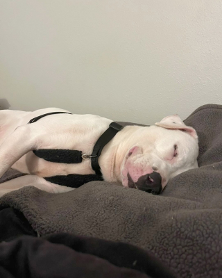 Illustration de l'article : L’histoire émouvante de Petey, un jeune chien tout juste âgé d’un an et pourtant déjà le plus ancien des résidents du refuge