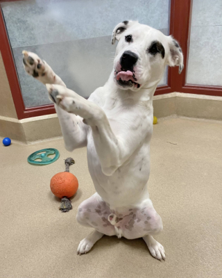 Illustration de l'article : L’histoire émouvante de Petey, un jeune chien tout juste âgé d’un an et pourtant déjà le plus ancien des résidents du refuge