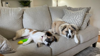 Illustration de l'article : Grâce à un test génétique, cette famille fait une découverte sur son chien, à laquelle elle ne s’attendait pas